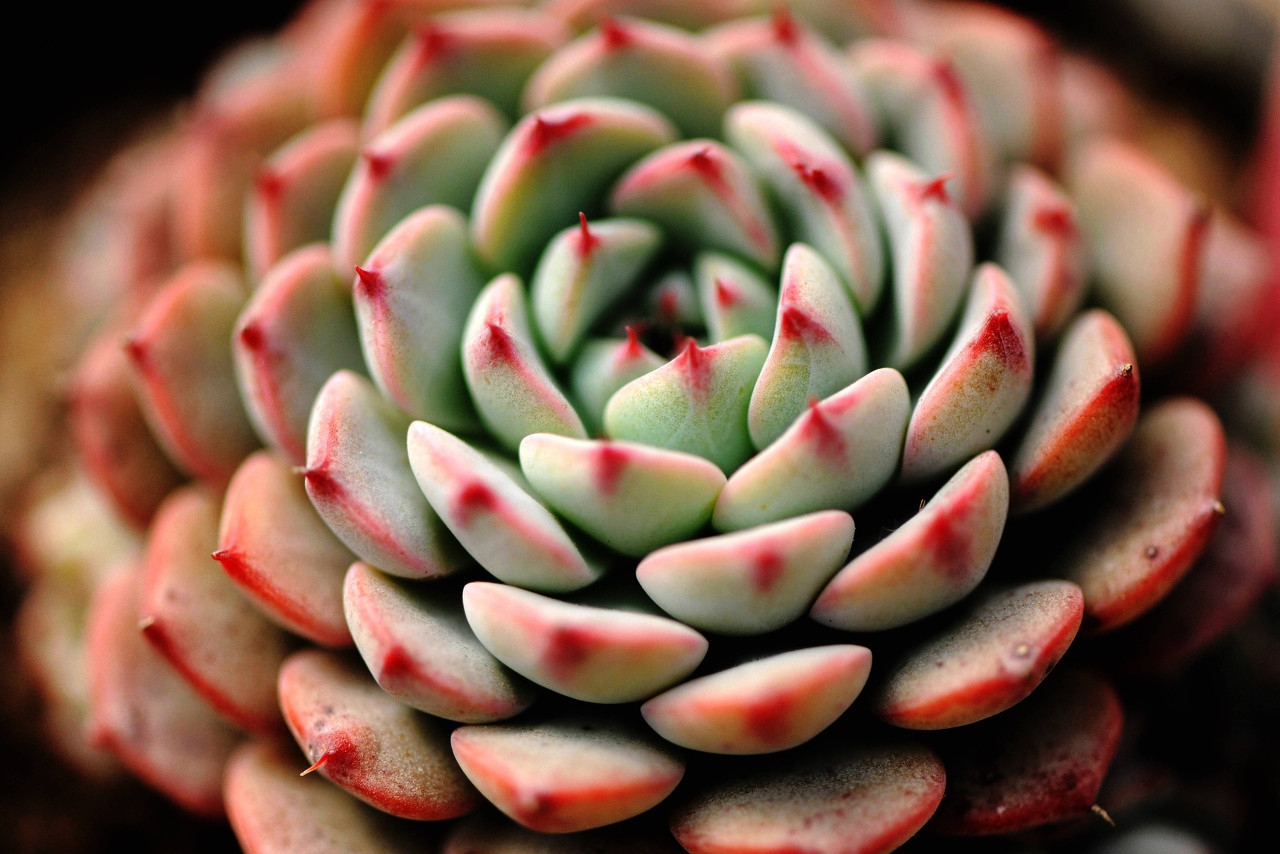 多肉叶子皱巴巴的怎么回事,三色堇多肉叶片皱巴巴了怎么办