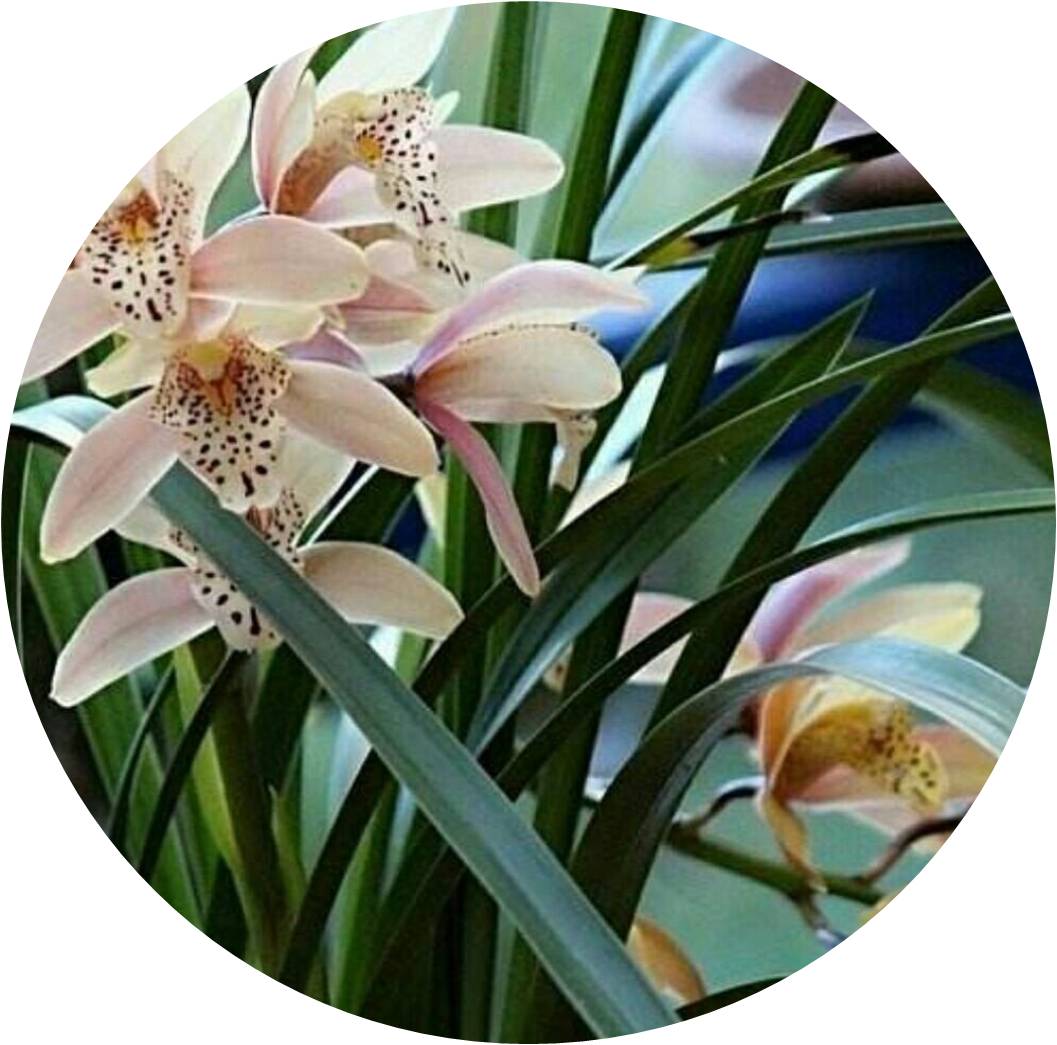 菊竹梅兰图欣赏,花中四君子的兰花图片