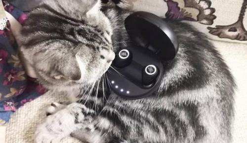 苹果用什么牌子蓝牙耳机性价比高,苹果用的蓝牙耳机推荐平价