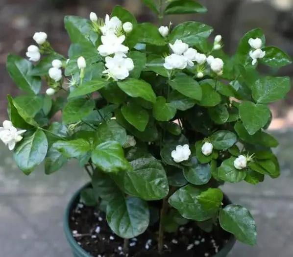 盆栽花老掉蕾怎么处理,盆栽掉花蕾是什么原因