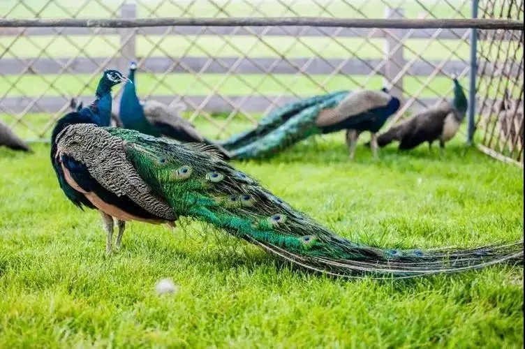 三寰牧场露营记,幼儿园游玩攻略三寰牧场