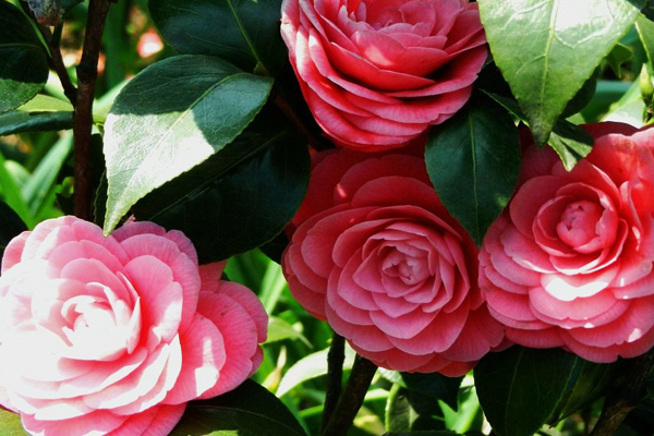 中国十大传统名花的植物文化,简述我国十大传统名花及其花文化