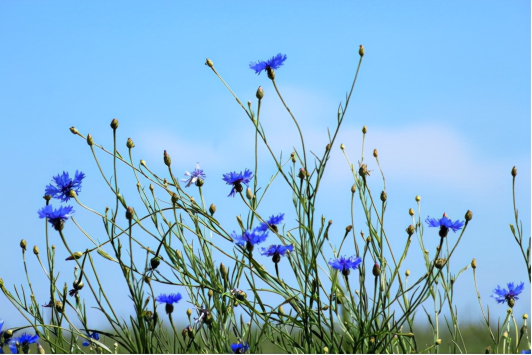 园林花卉学知识点,园林花卉学第三版知识点