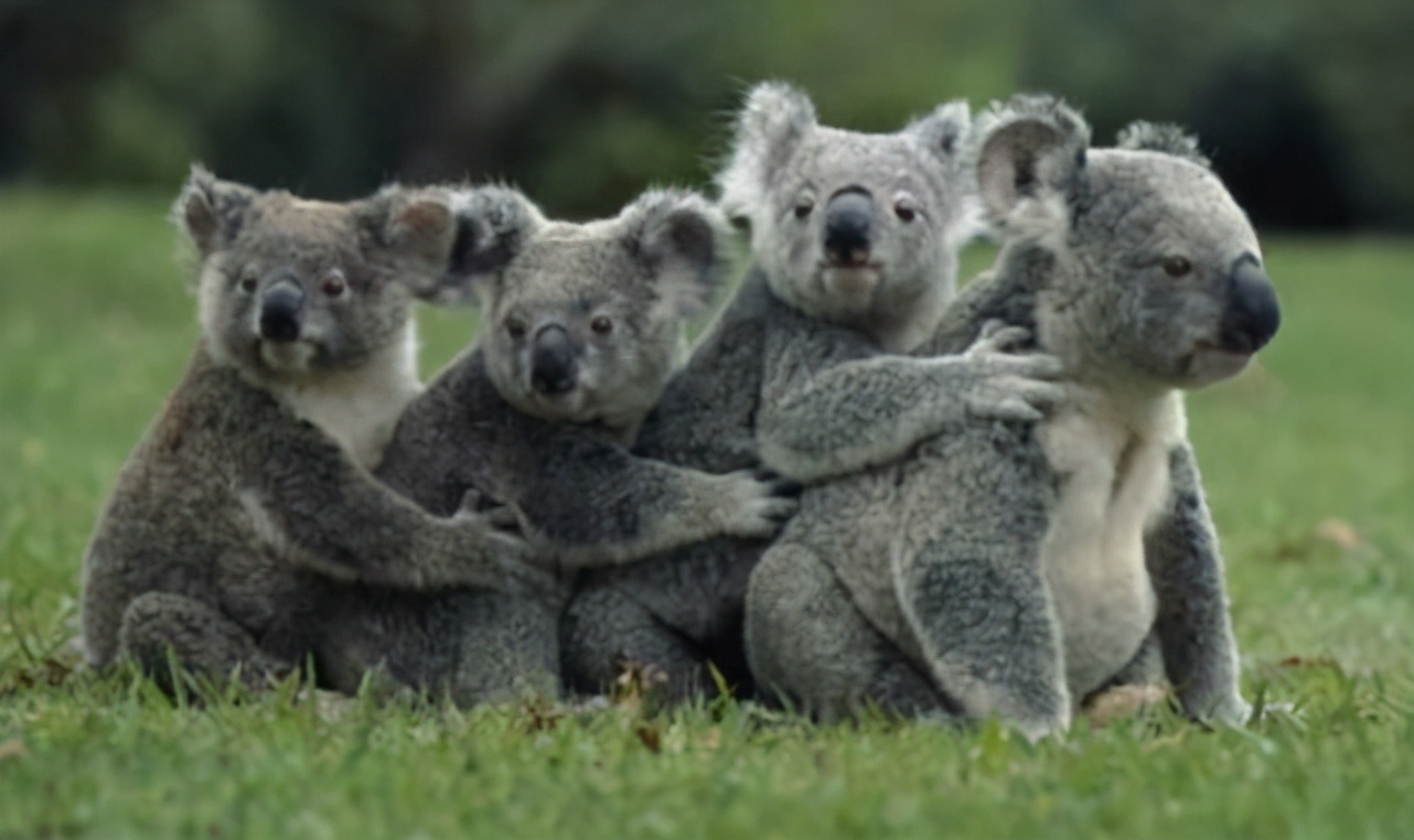 很多动物只在发情期交配,却很少听说得性病,两者有关吗?