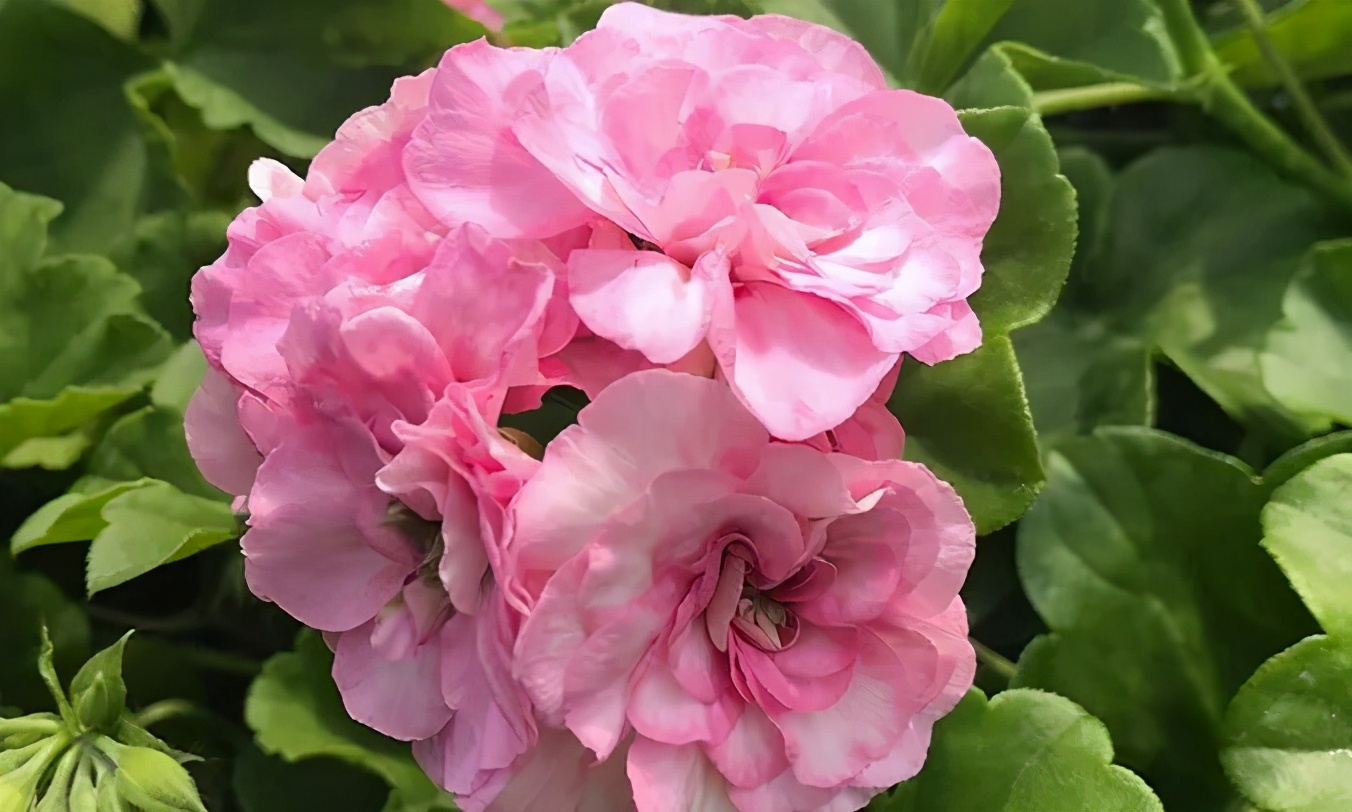 这种花别乱浇水水越多越不开花,这种花不怕冷好养易活