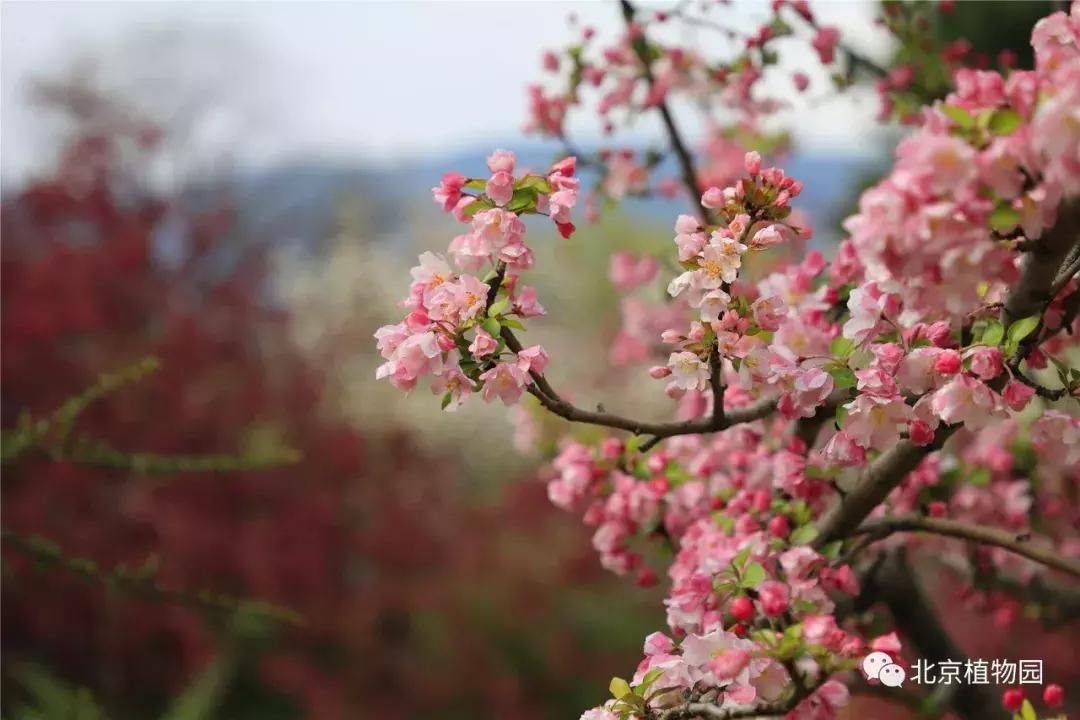 中国科学院植物研究所北京植物园,北京植物园有牡丹花还有什么花