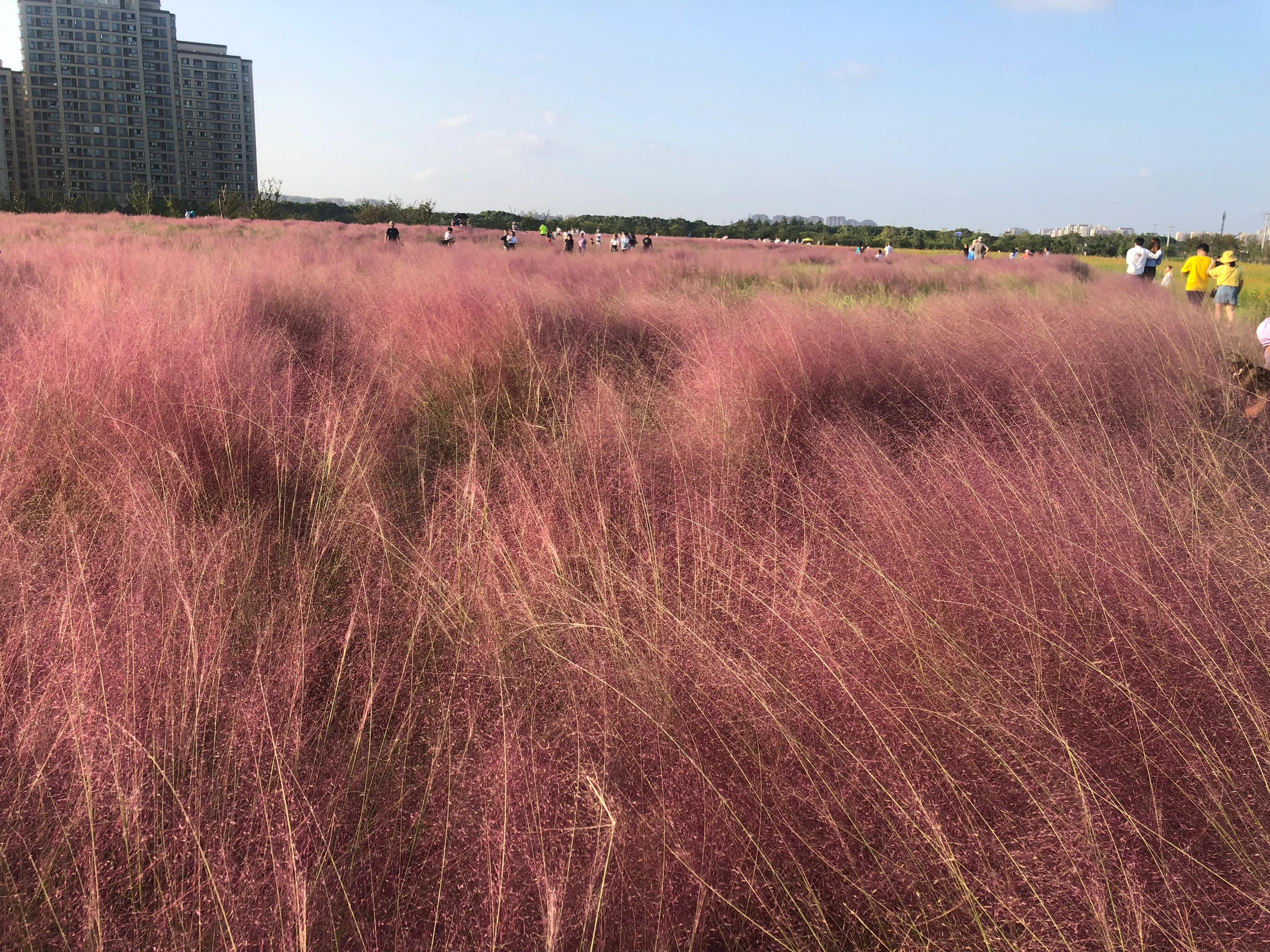 奉贤金海湖钓鱼,奉贤金海湖