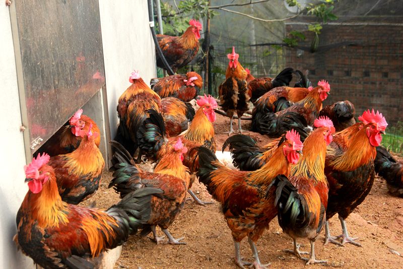 气囊炎如何形成的,气囊炎是什么原因引起