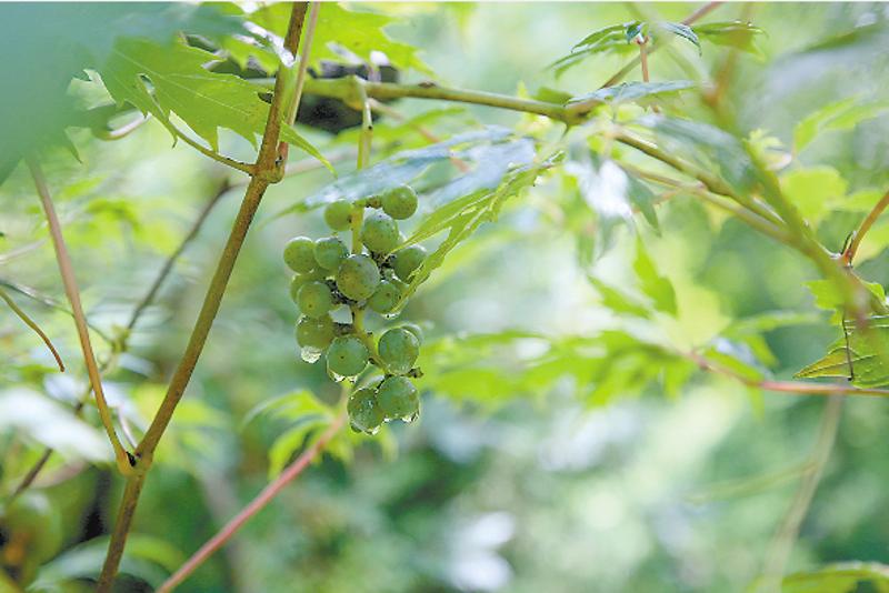 林草科普视频,林草科普