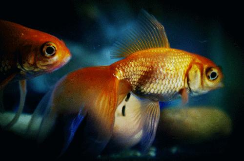 金鱼怎么养及喂养技巧图解,金鱼饲养的小技巧轻松养好金鱼