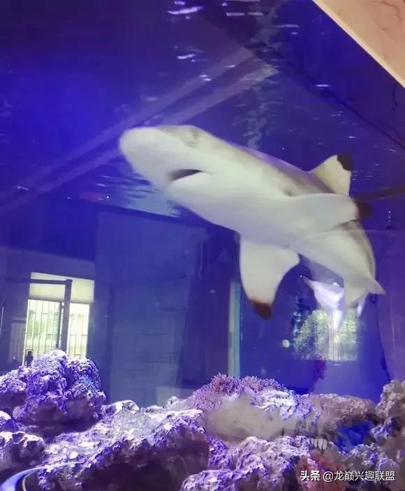 楸肩几濡傛璞皵,楂樼楸肩几椴ㄩ奔