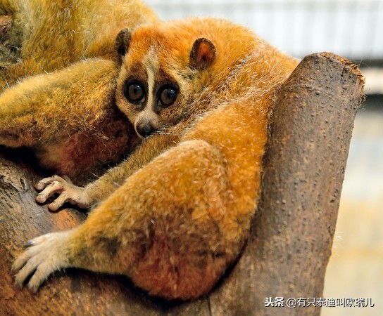 夜行馆动物重出「江湖」超萌「无脸男」准备与大家见面啰！