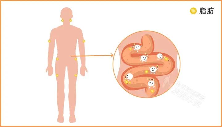 酵素减肥推荐,什么样的酵素是最好的酵素