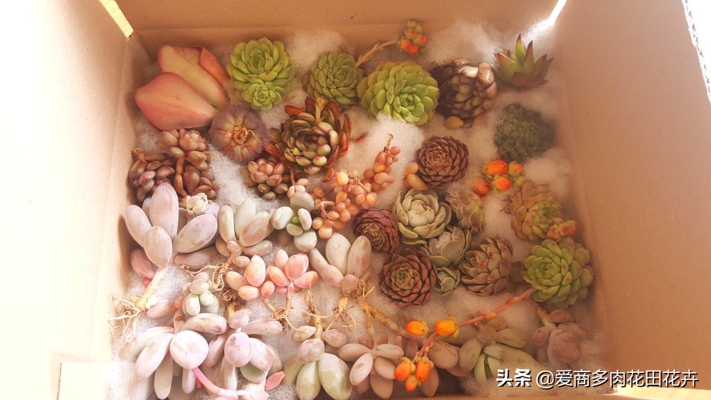 投资多肉植物有前景吗,投资花卉大棚能赚钱吗