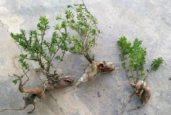 农村山里这种奇特植物,农村的一种植物根部像大蒜