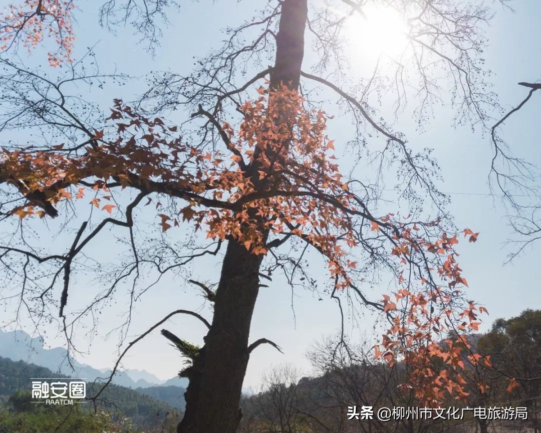 融安风景最好看的地方,融安十大游玩景点