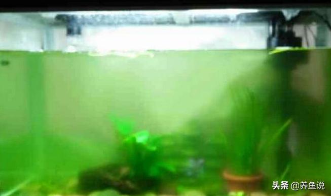观赏鱼鱼缸绿水怎么处理,养鱼鱼缸水发黄怎么调理最好
