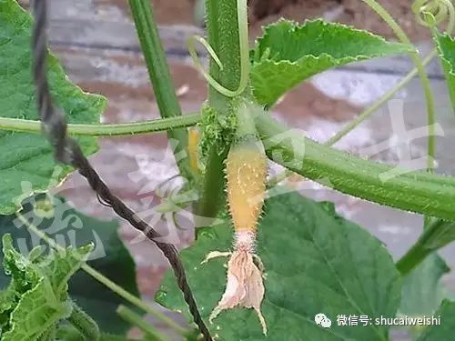 黄瓜化瓜原因,黄瓜化瓜原因及防治方法