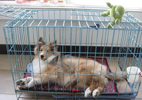 治疗狗癣最好的方法,狗狗身上的癣怎么去除