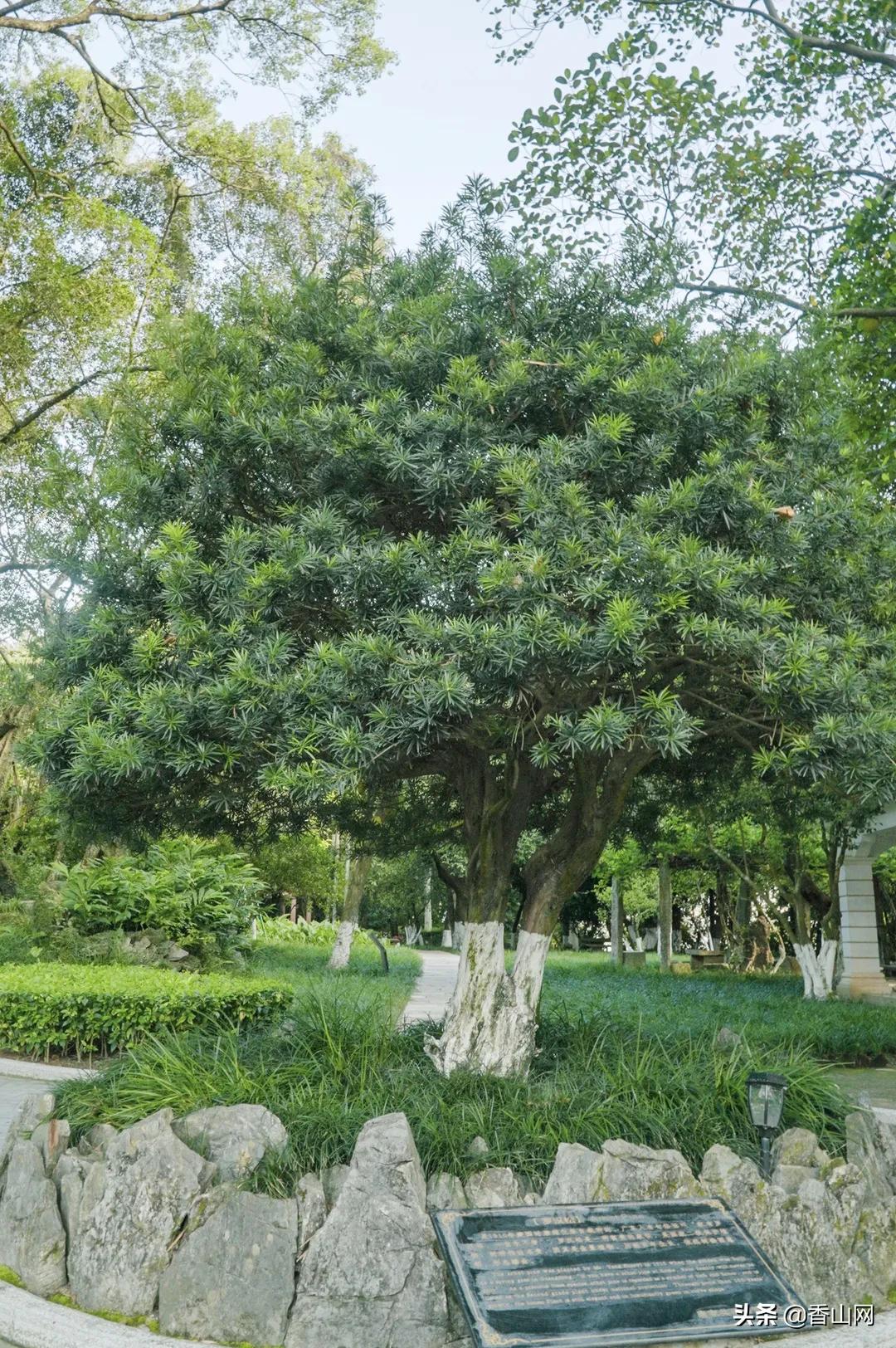 珠海鲜为人知的一面,珠海有名的花园
