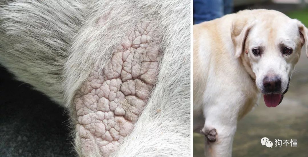狗腿上有老茧？都是主人的祸