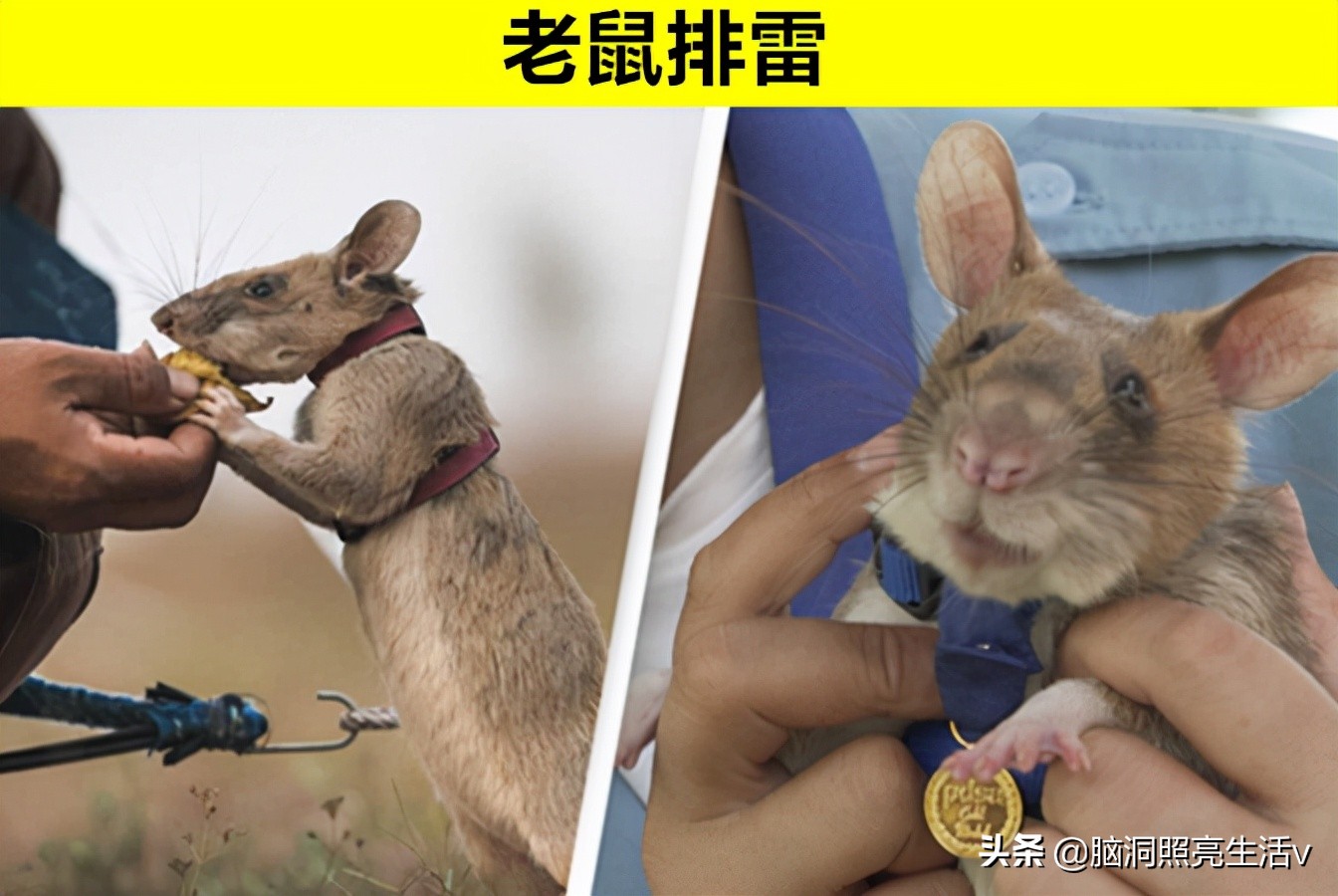 动物界的超级英雄?因为做出杰出贡献,而获得至高荣誉的7个动物