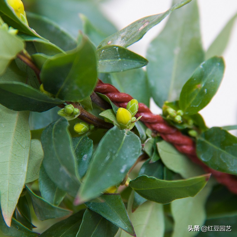 法国香水茉莉是法国的吗,法国香水茉莉开花什么味道