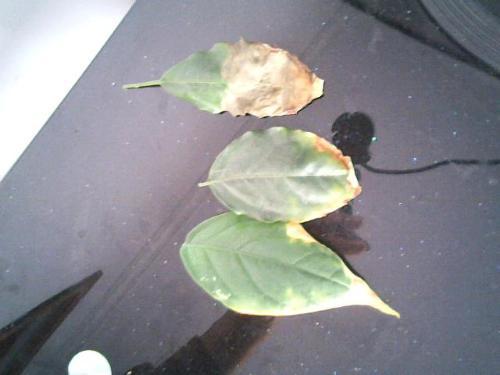 幸福树叶有黑色斑点怎么治理,幸福树叶片有斑点黄了怎么补救