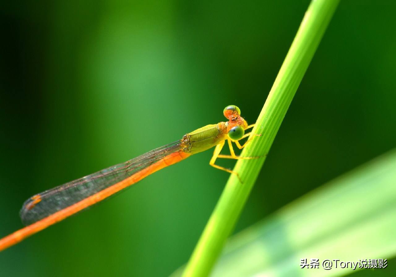 摄影技巧大光圈,摄影技巧虚化叠加