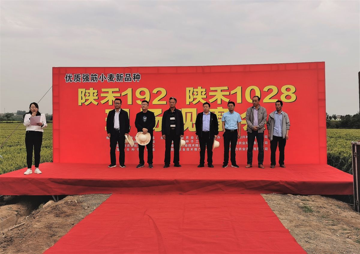 陕禾192小麦品种早熟吗,陕禾1028和192的区别