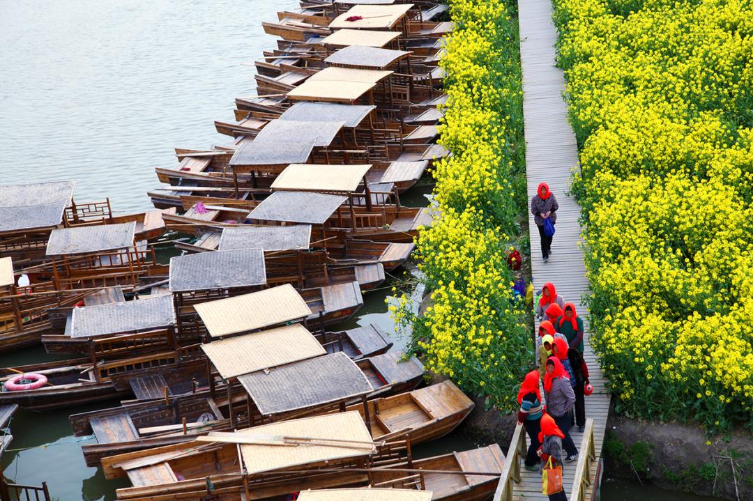 世界四大名花海,世界四大花海排名