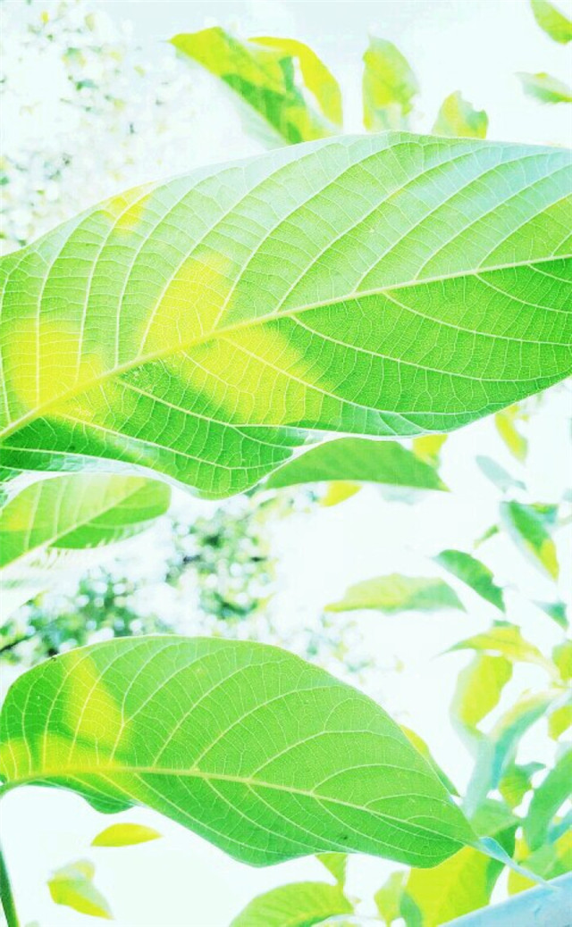 缓解眼睛疲劳动态图壁纸,好看的手机壁纸护眼高清图文