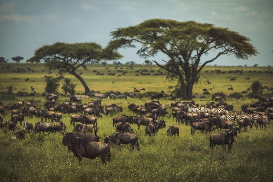 巴西亚马逊雨林损毁情况严峻,亚马逊热带雨林贯穿8个国家
