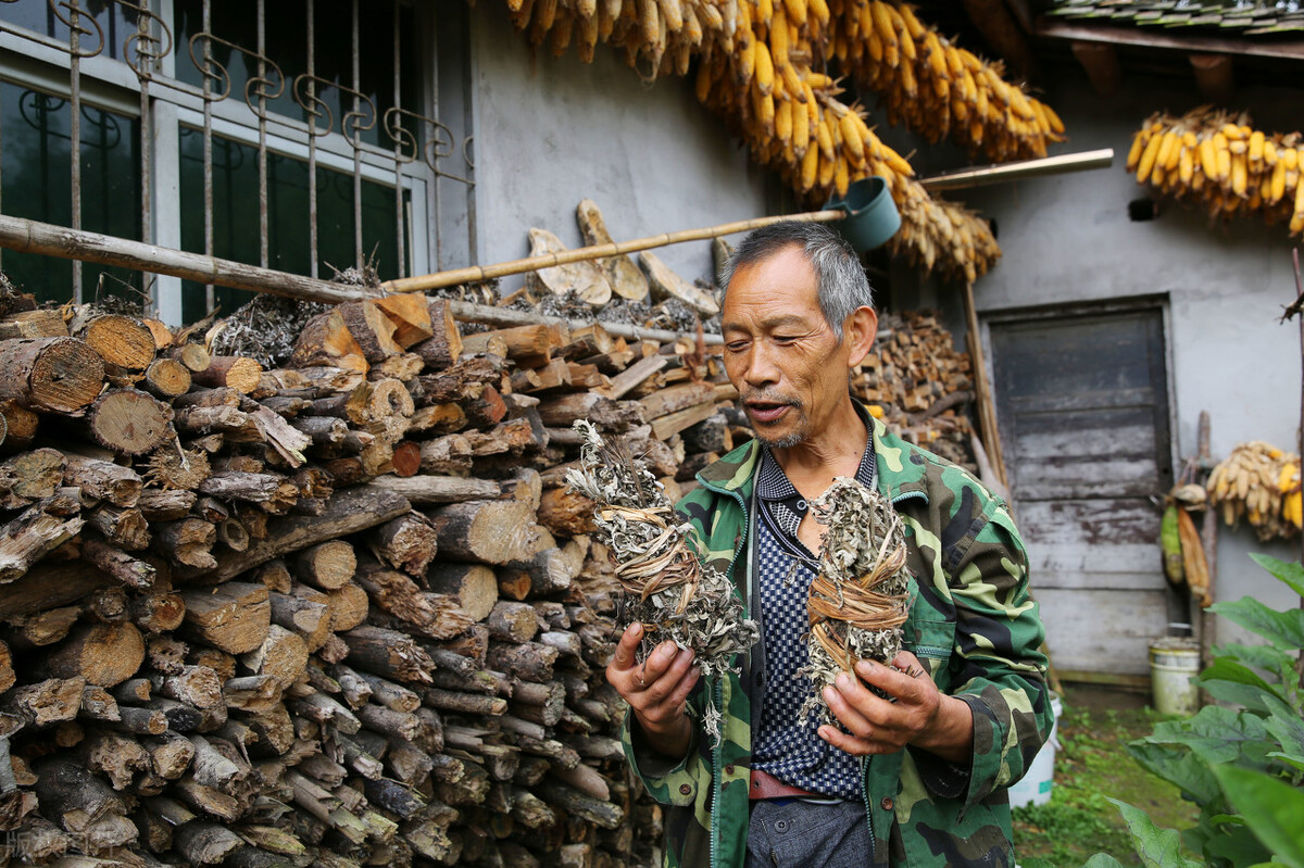 夏至到来，端午悬挂房前的艾草如何处置？5句老话知晓干艾5去处