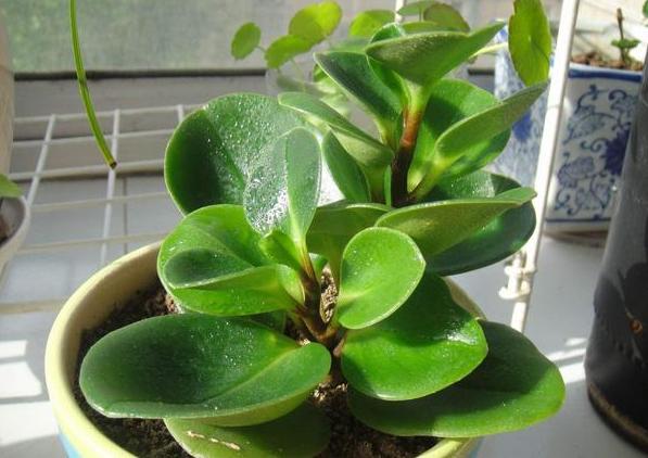 豆瓣绿黄叶怎么让它变绿,豆瓣绿盆栽叶子发黄掉落