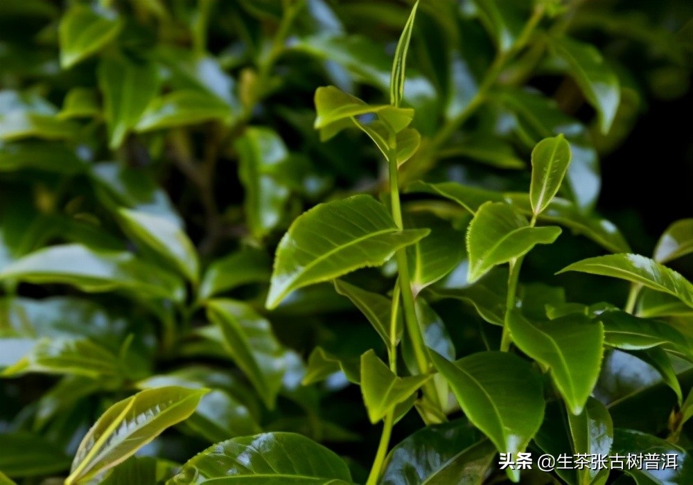 普洱茶发霉了怎么办?有什么方法解决?发霉的普洱茶可以喝吗?