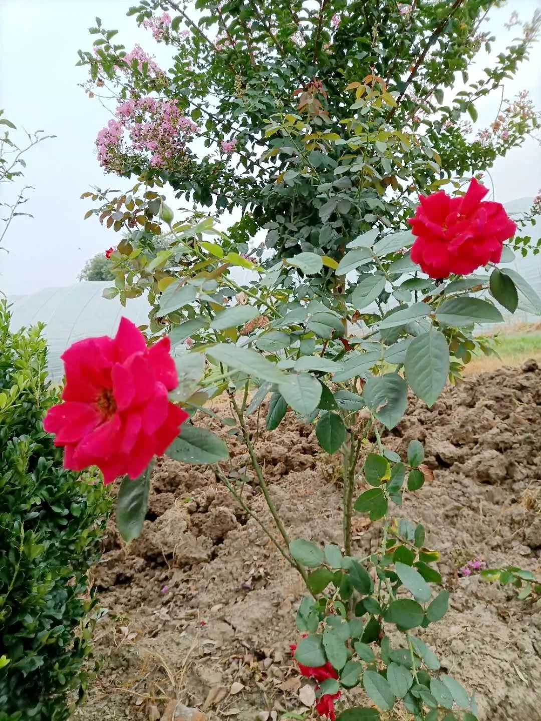 风景好的地方江阴,江阴好风景