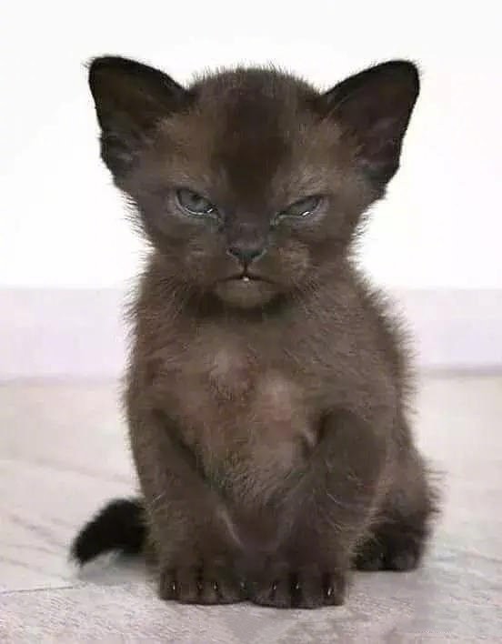 在网上买猫咪猫咪很反常怎么办,从网上买猫咪回来猫咪有哪些状况