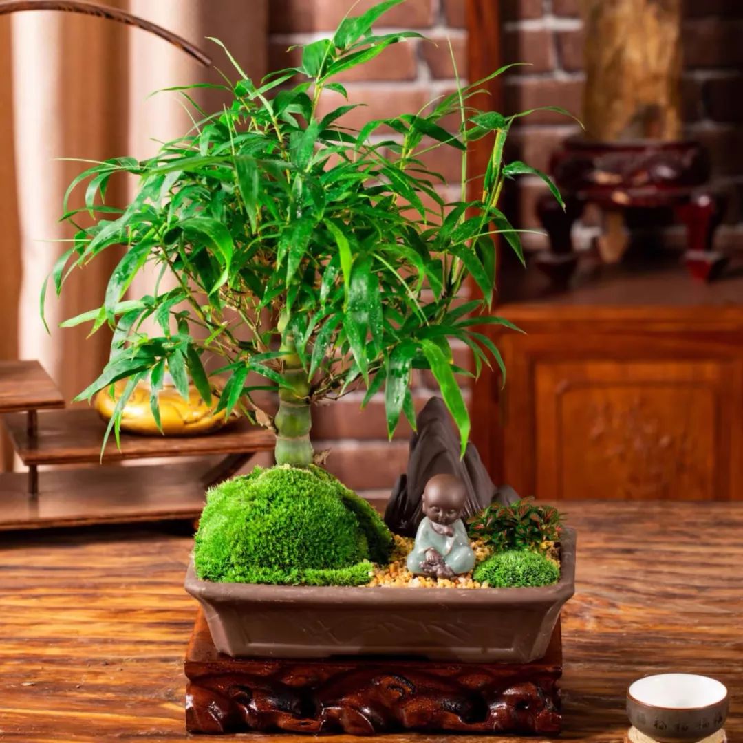 养花公认最美4种花满屋飘香,公认最好养的五种花