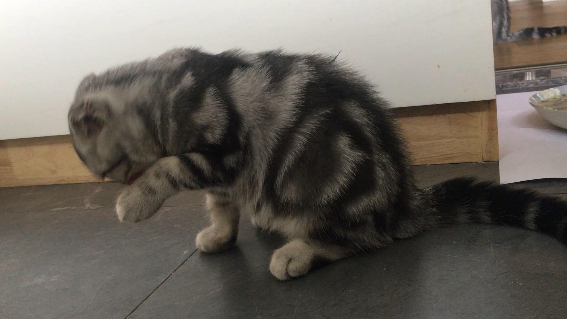 宠物狗快要饿死了,大白熊犬不洗澡有事吗