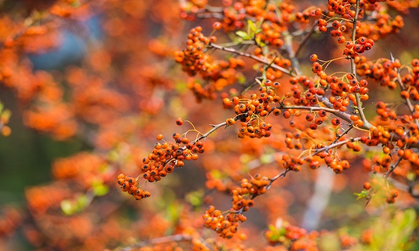绥化的特产有哪些,绥化特产有哪些好带的食物