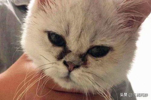 猫咪泪痕红褐色怎么用湿纸巾擦拭,猫咪眼屎用湿纸巾擦不掉