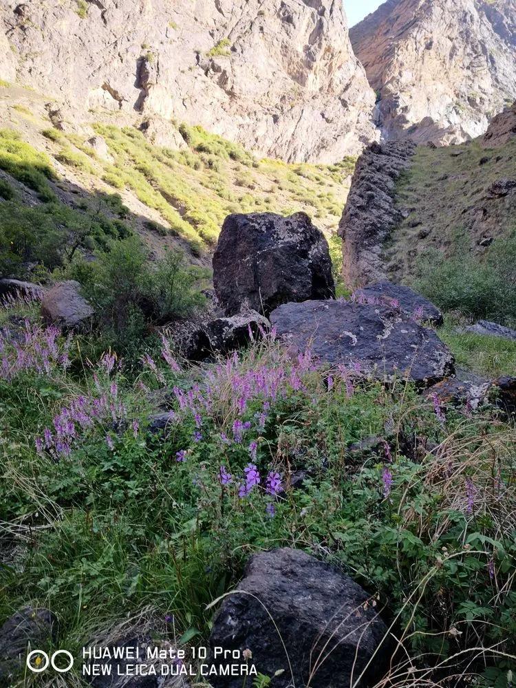 天狼之路是否值得一走,传说中的天狼