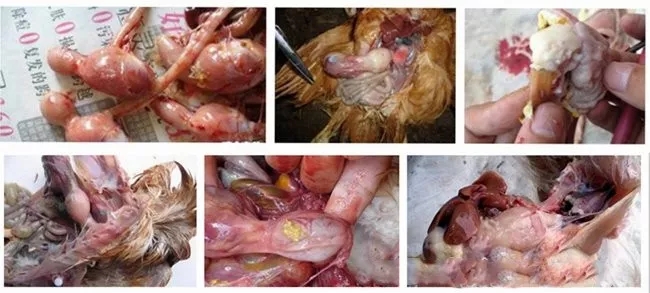 如何能让肉鸡后期增肥增重快,腺胃炎根治