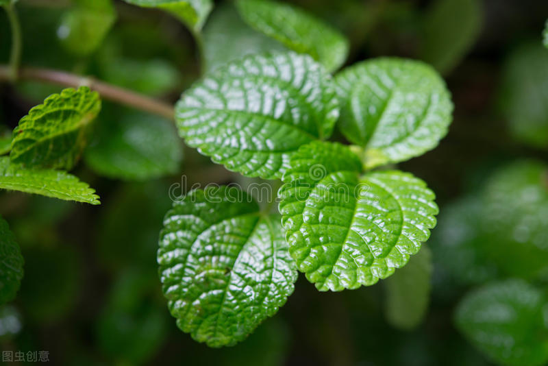养薄荷会出现哪些问题,养薄荷为什么会死