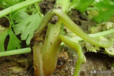 芹菜枯萎病怎么治疗,芹菜枯萎病