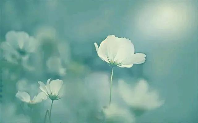 善良永远是最幸福的人,为什么越善良的人越得不到幸福