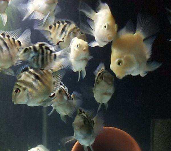 以剥削别人的利润购买而来的观赏鱼,是养不好的!