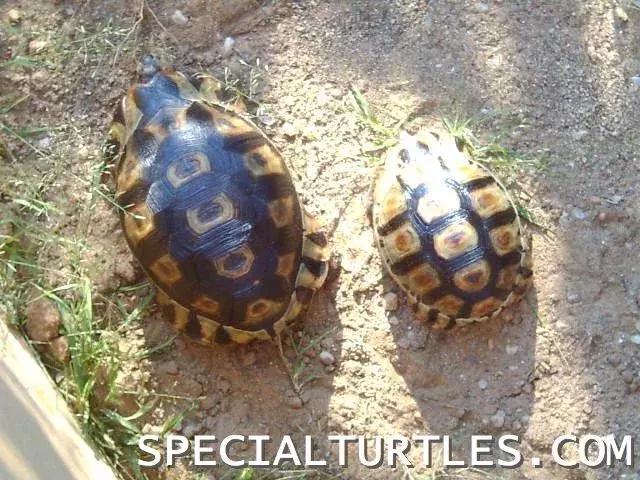 骄傲的乌龟,骄傲的乌龟图