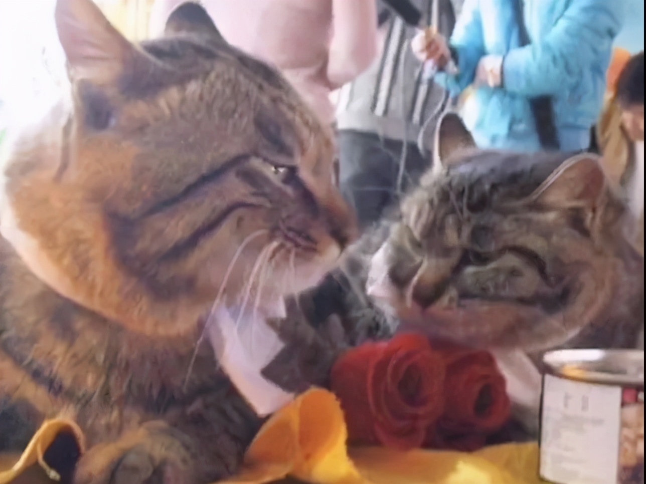 打马赛克的段子,关于马赛克的经典段子